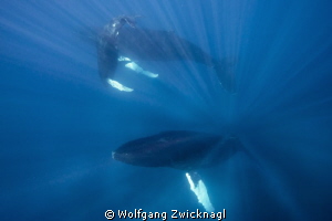 Humpbackwhale family dancing in the sunlight... by Wolfgang Zwicknagl 